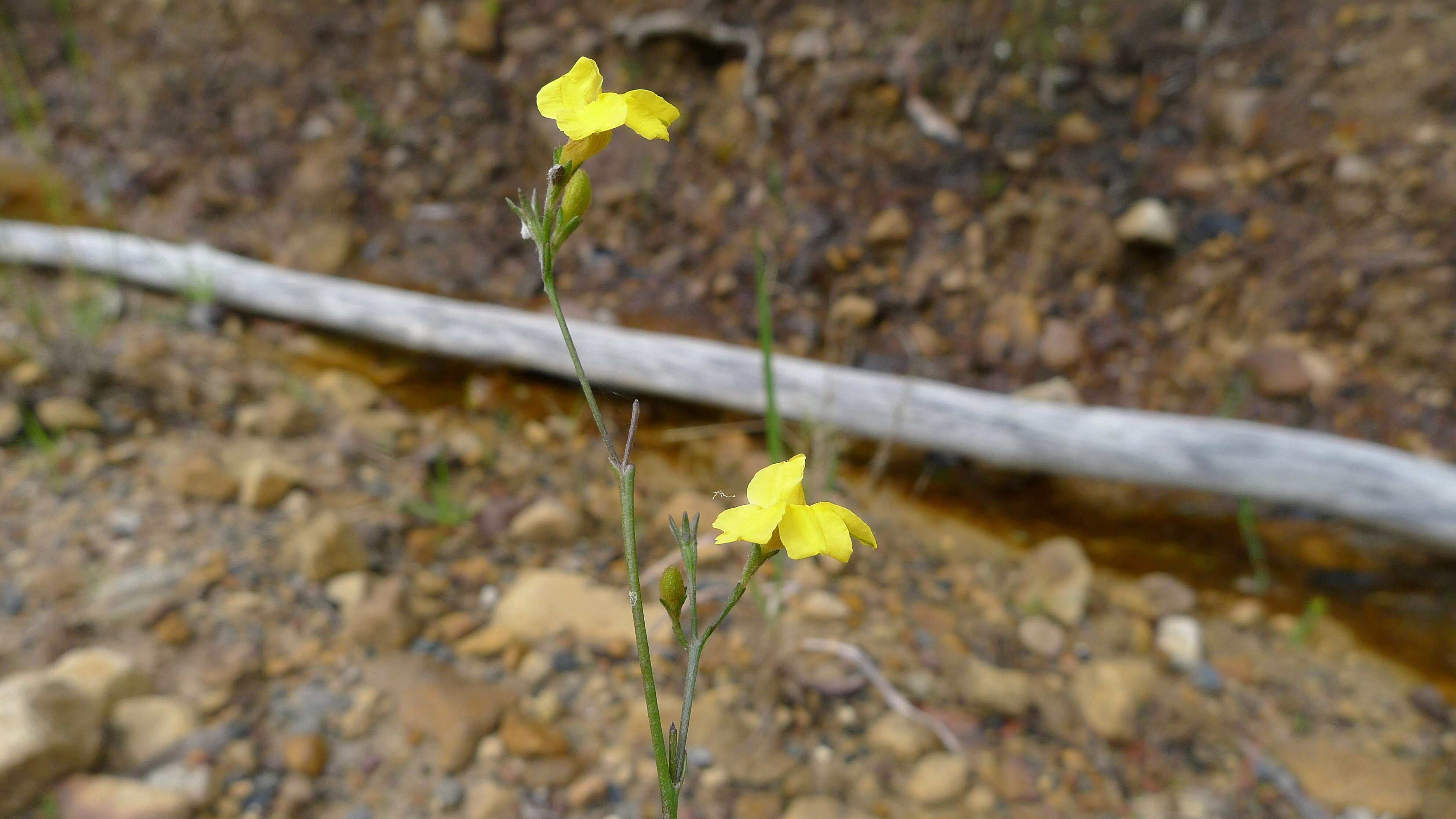 Image of Goodenia dimorpha Maiden & Betche