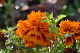 Tagetes erecta L. resmi