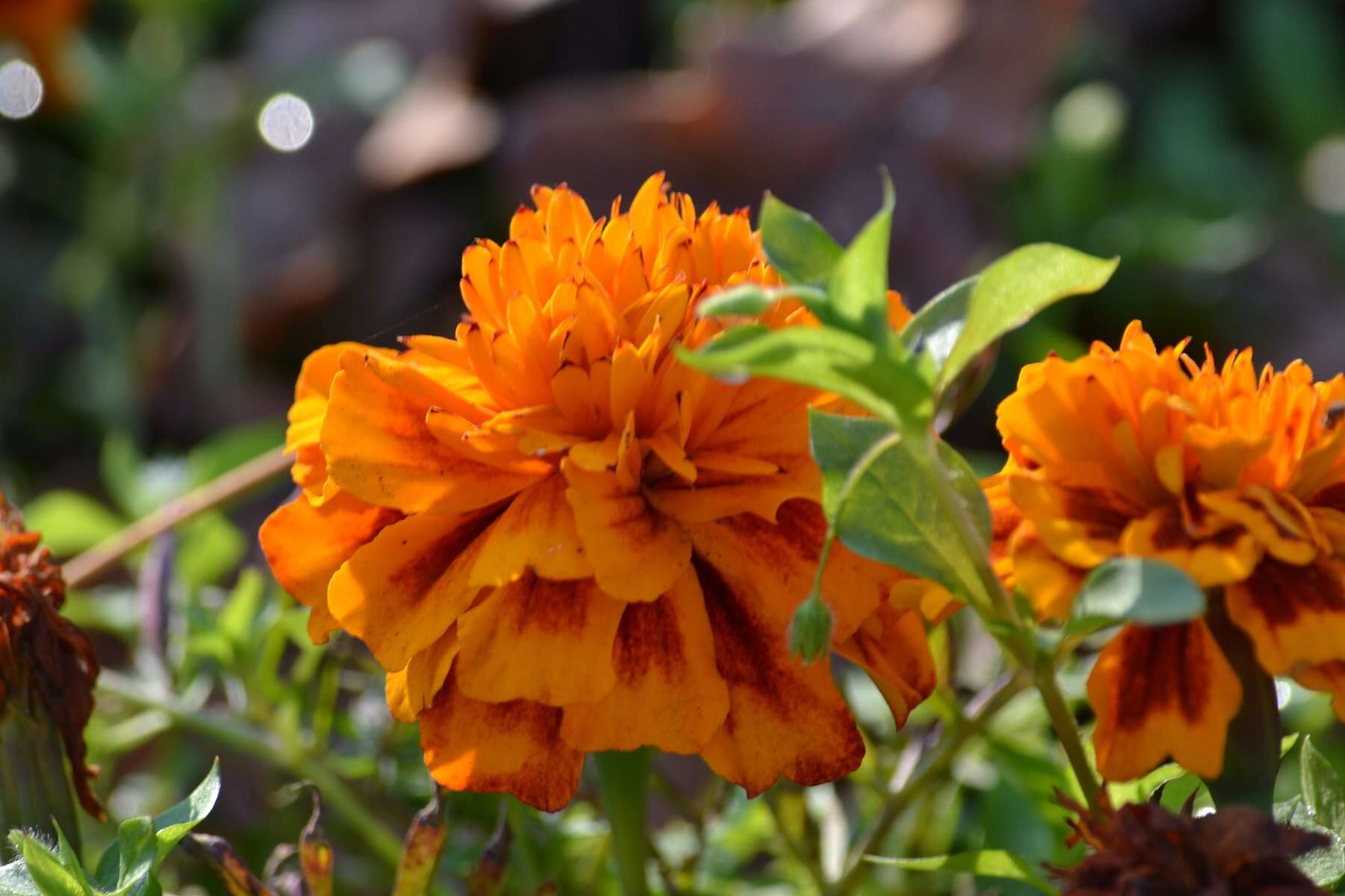 Plancia ëd Tagetes erecta L.