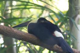 Image of Chestnut-mandibled Toucan