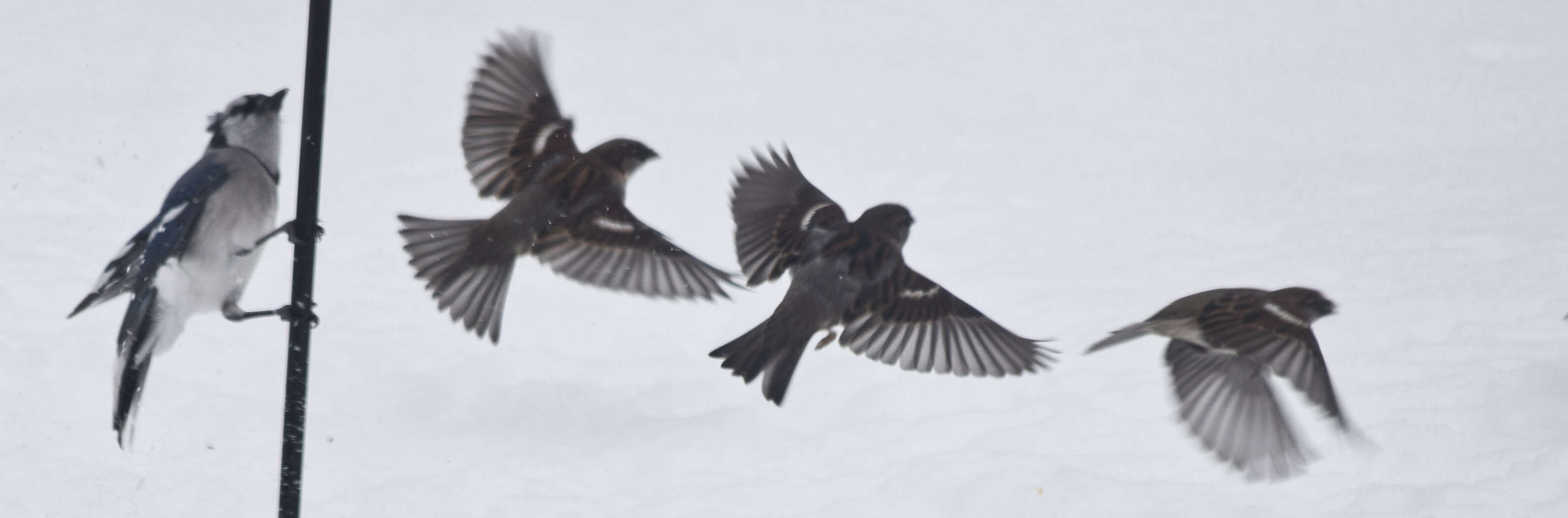 Image of Blue Jay