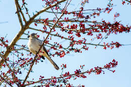 Image of Northern Mockingbird