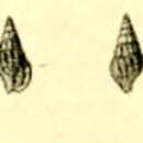 Sivun Kermia tokyoensis (Pilsbry 1895) kuva
