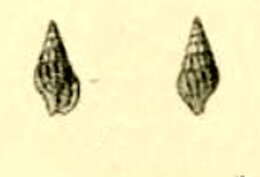 Image of Kermia tokyoensis (Pilsbry 1895)