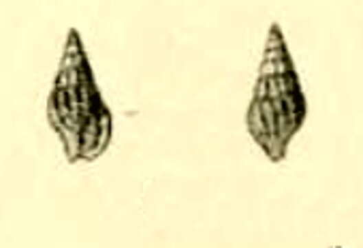 Image de Kermia tokyoensis (Pilsbry 1895)