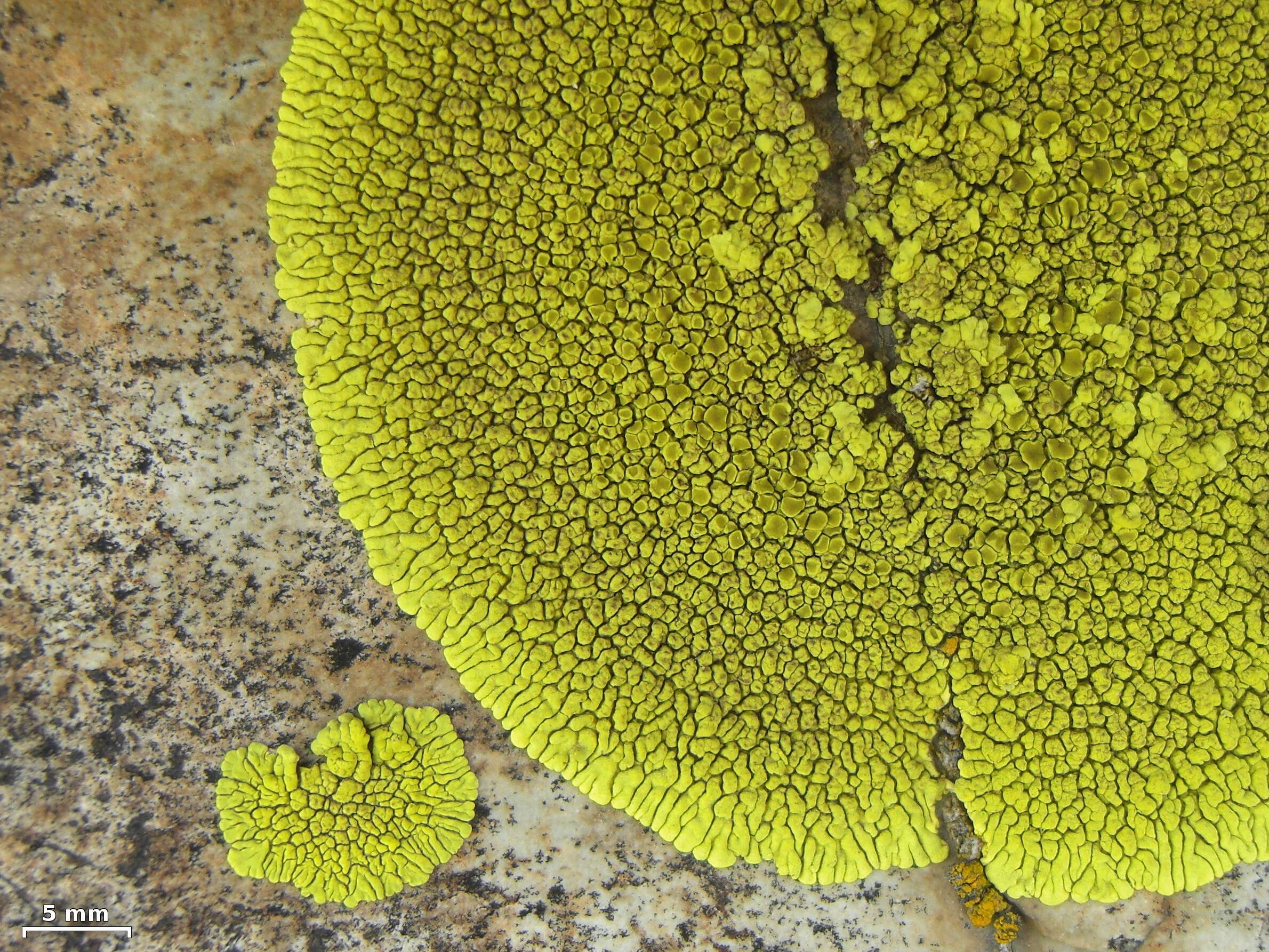 Image of Gold cobblestone lichen