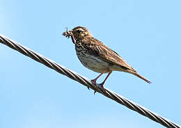 Image of Tree Pipit