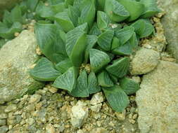 Image of Haworthia retusa (L.) Duval