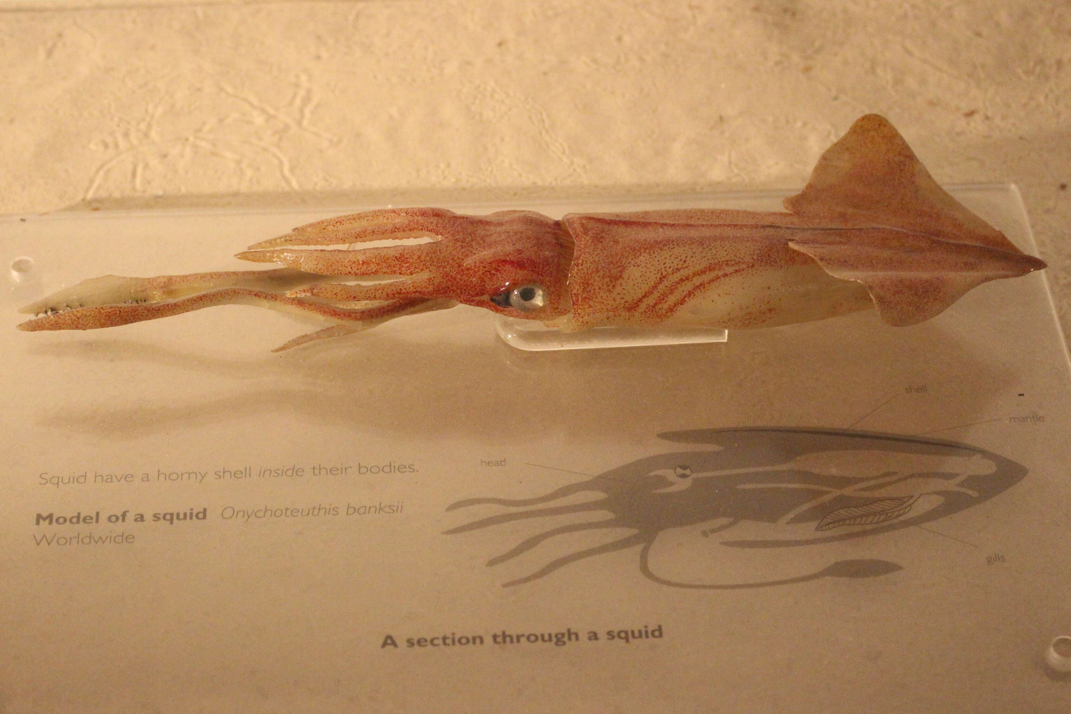 Image of clawed calamary squid