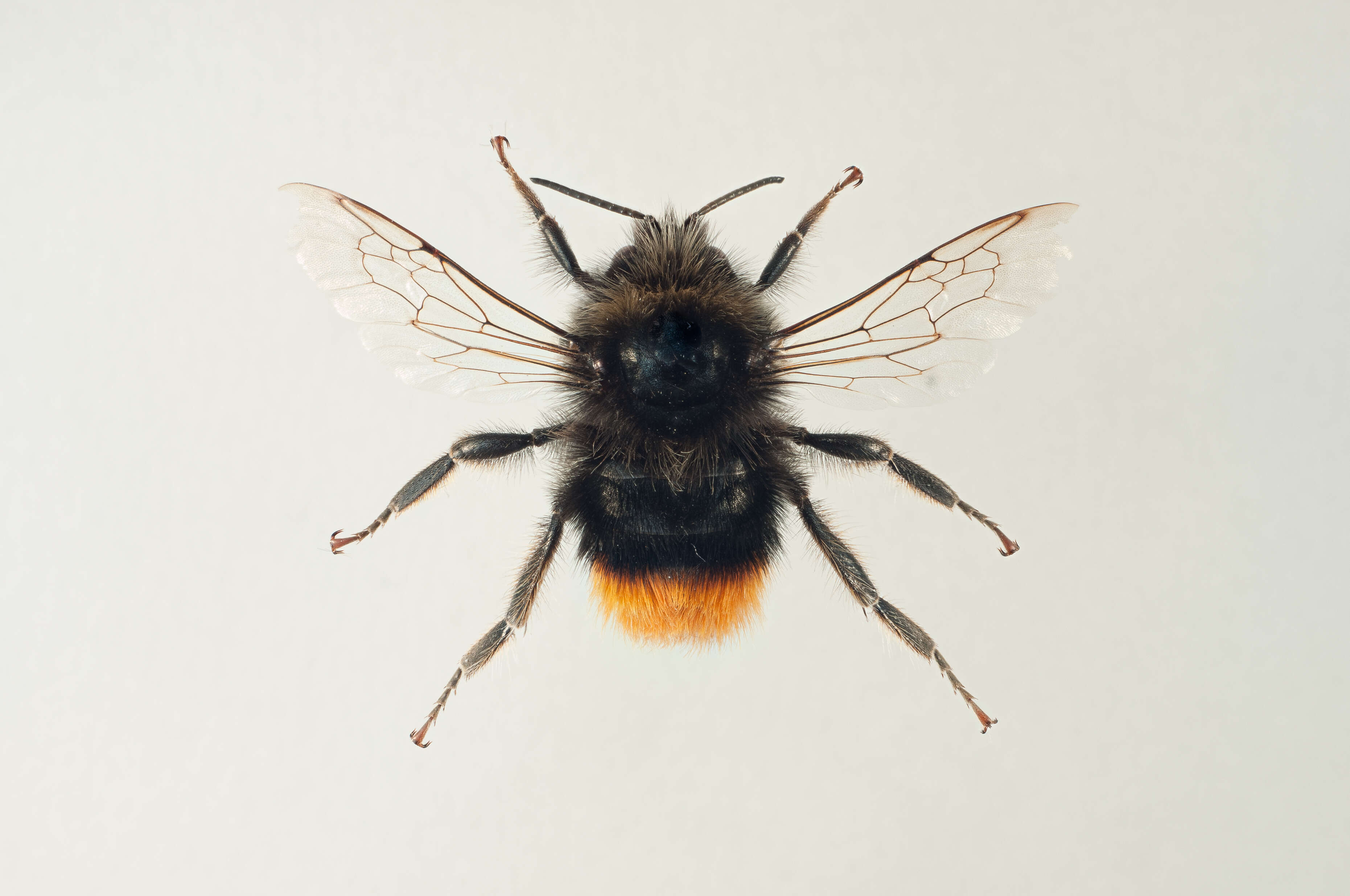 Image of Red tailed bumblebee