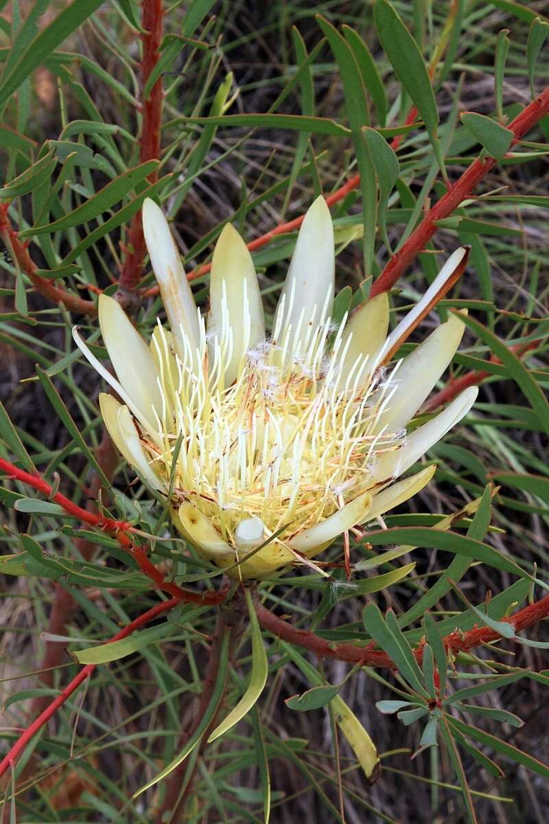 Image de Protea repens (L.) L.