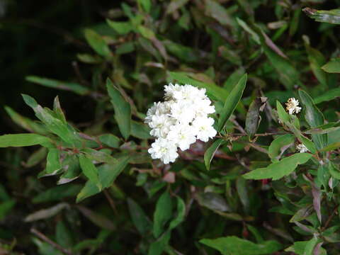 Image de Spiraea cantoniensis Lour.