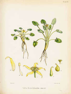 Image de Caltha novae-zelandiae Hook. fil.