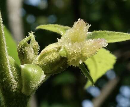 Carya alba (L.) Nutt.的圖片