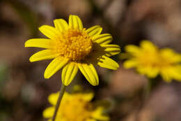 Lasthenia gracilis (DC.) Greene的圖片