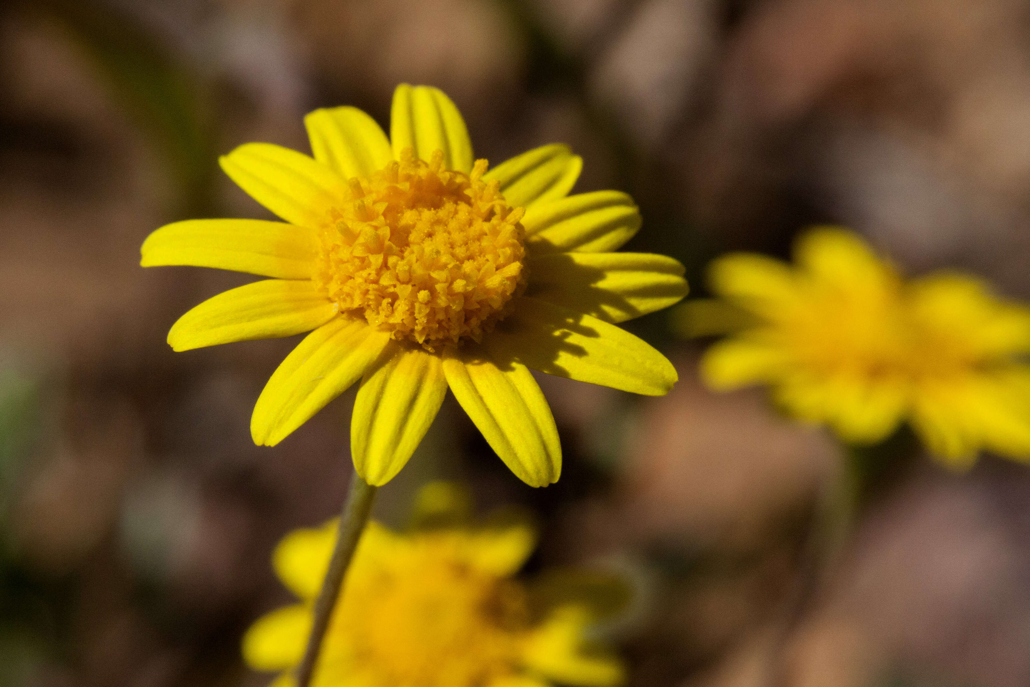 Lasthenia gracilis (DC.) Greene的圖片