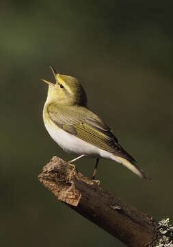 Image of Wood Warbler