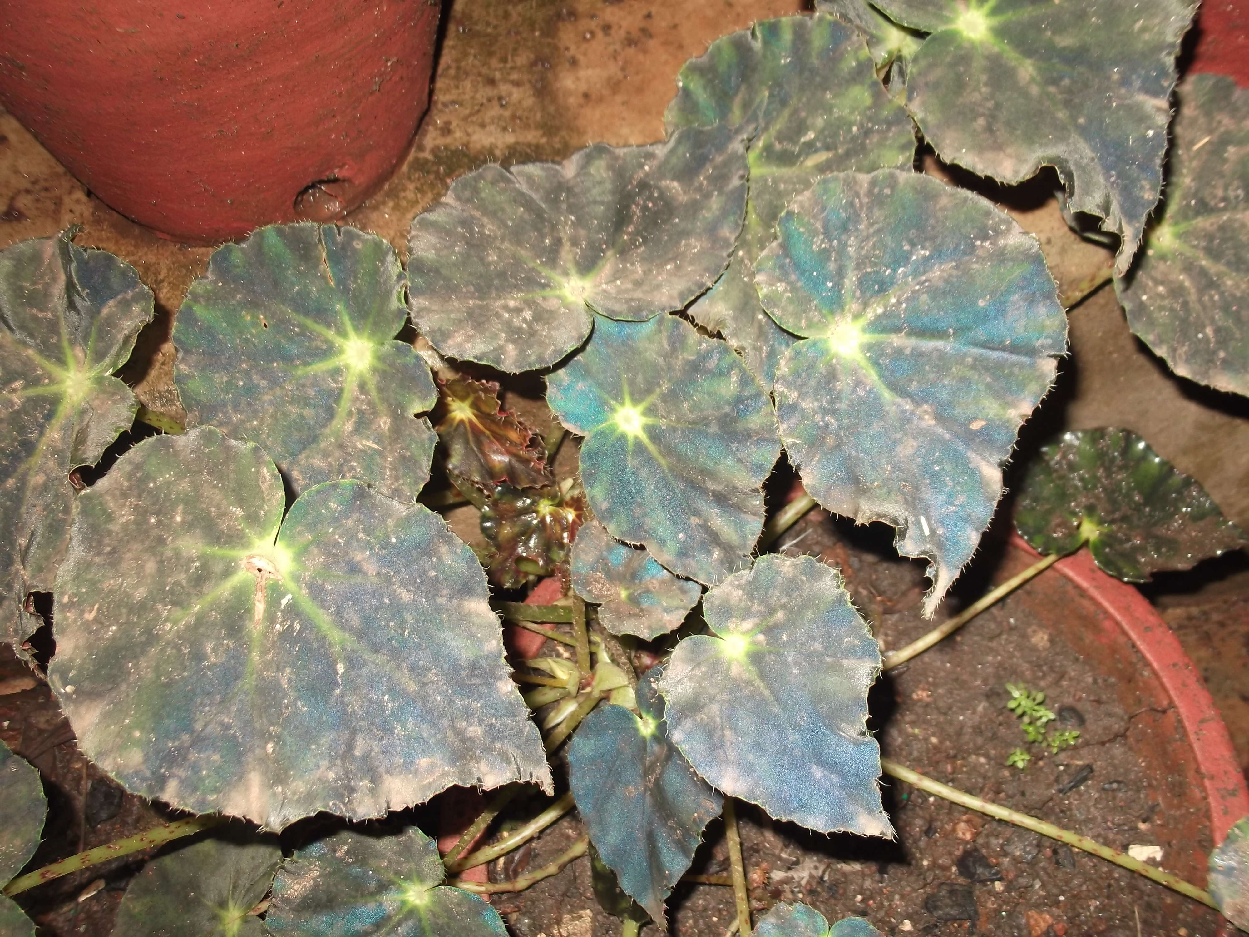 Image of Begonia mazae Ziesenh.