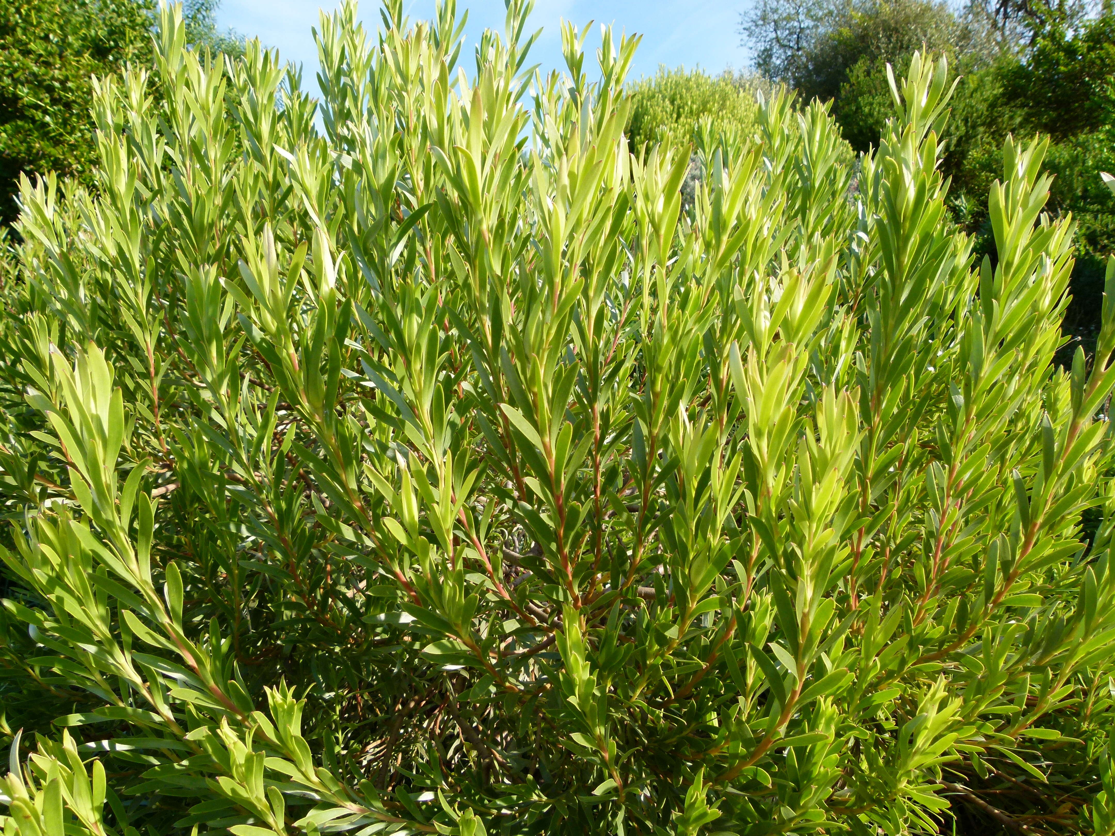 Image of Leucadendron modestum I. Williams