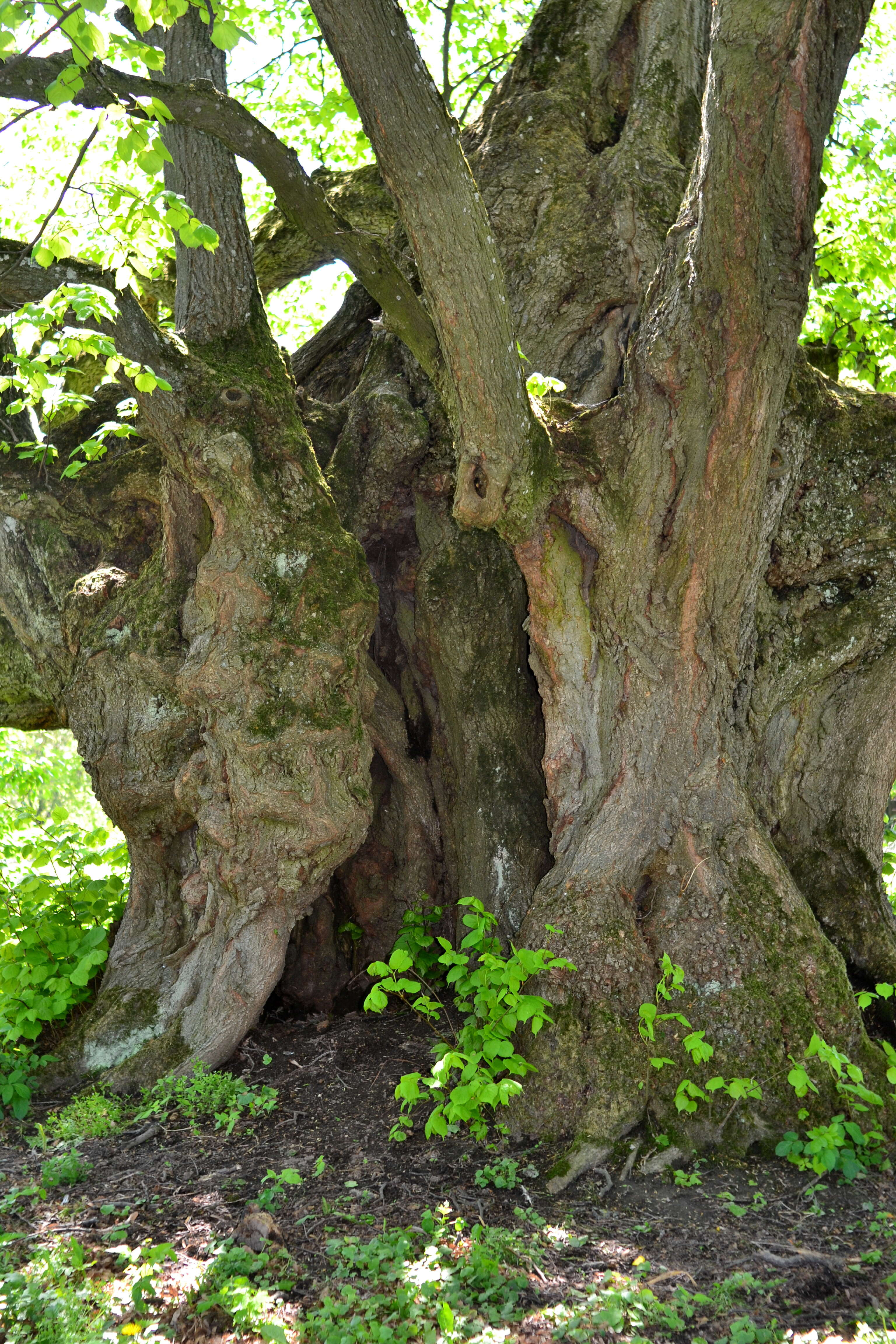 Image of Large-leaved Lime