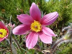 Image of Eastern Pasque Flower