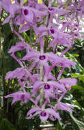 Image of Unscented Dendrobium