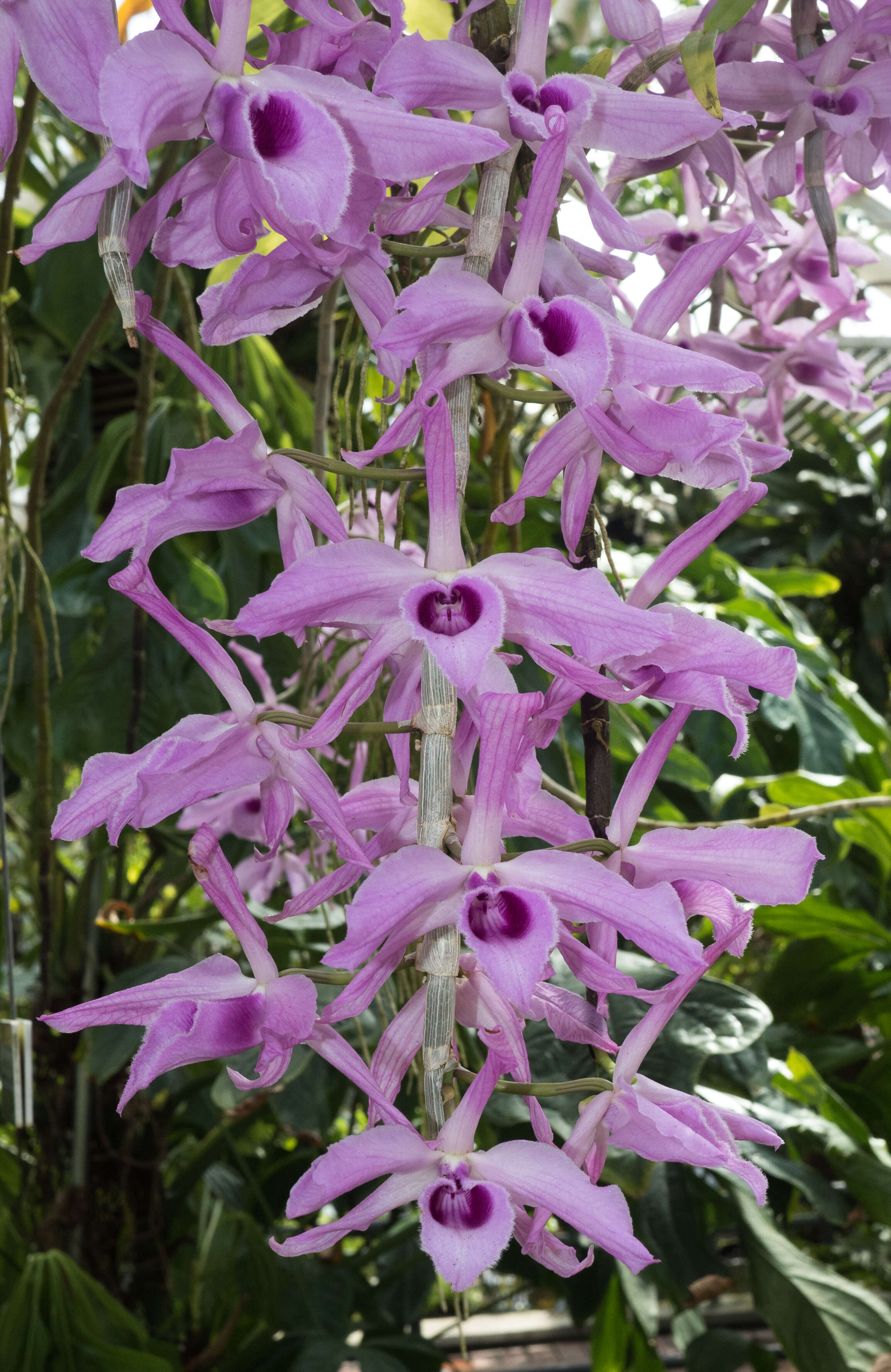 Plancia ëd Dendrobium anosmum Lindl.