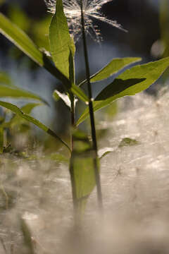 Image of milkweed