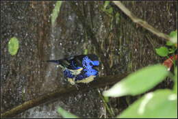 Image of Turquoise Tanager