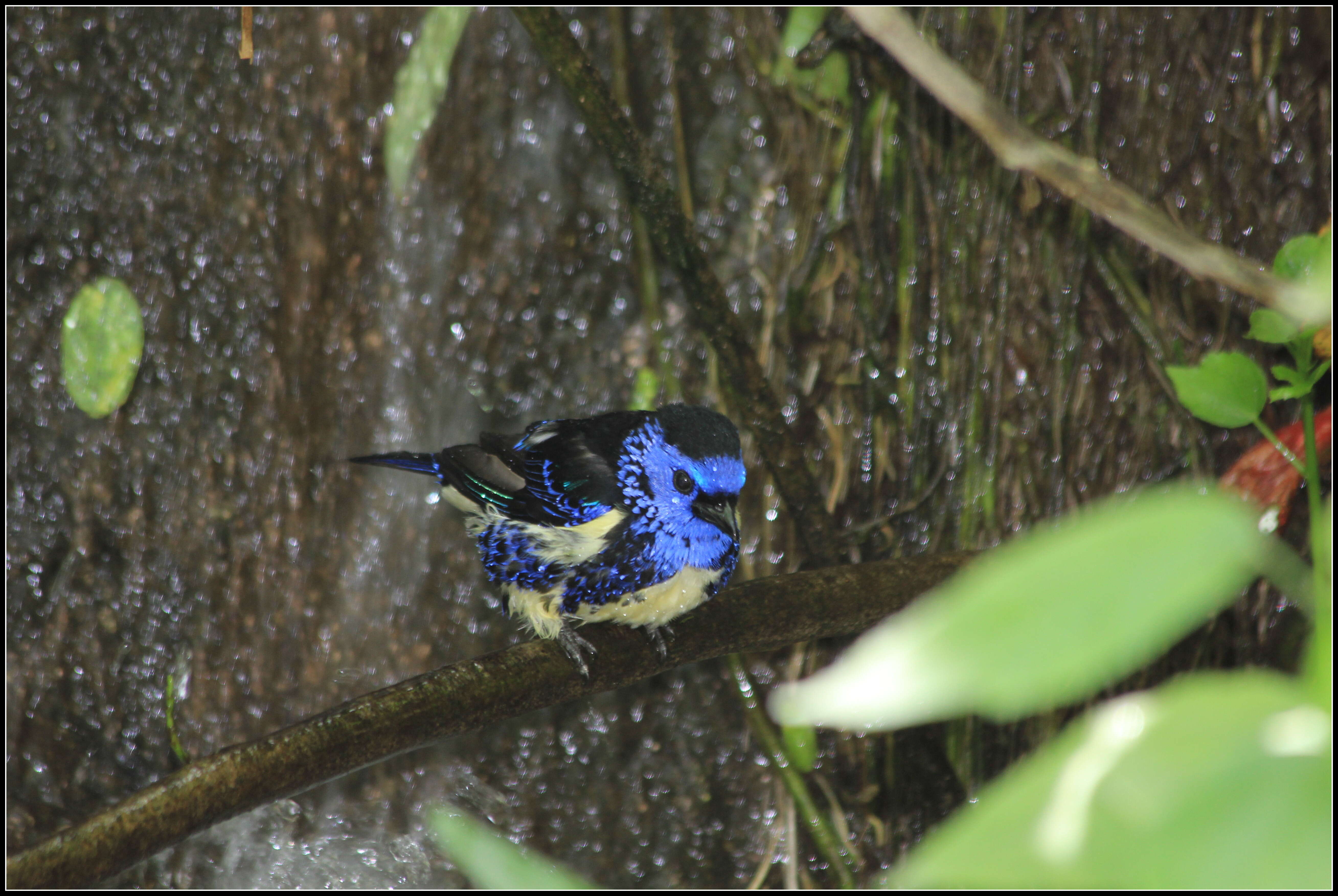 Image of Turquoise Tanager