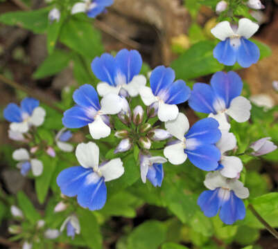 Image of spring blue eyed Mary