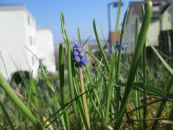 Image of Armenian grape hyacinth