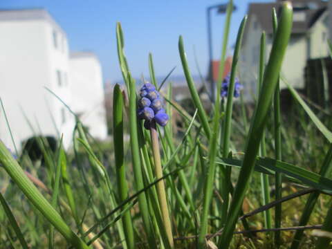 Image of Armenian grape hyacinth