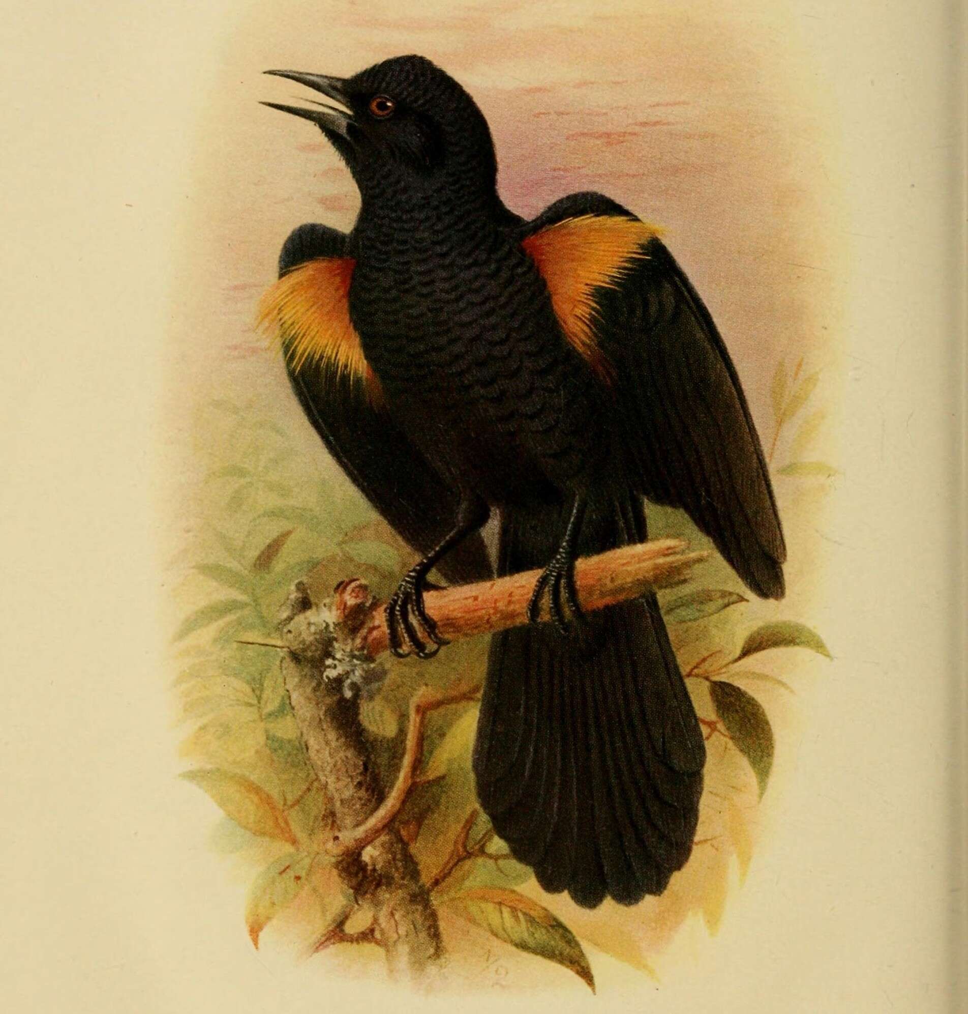 Image of Macroagelaius Cassin 1866