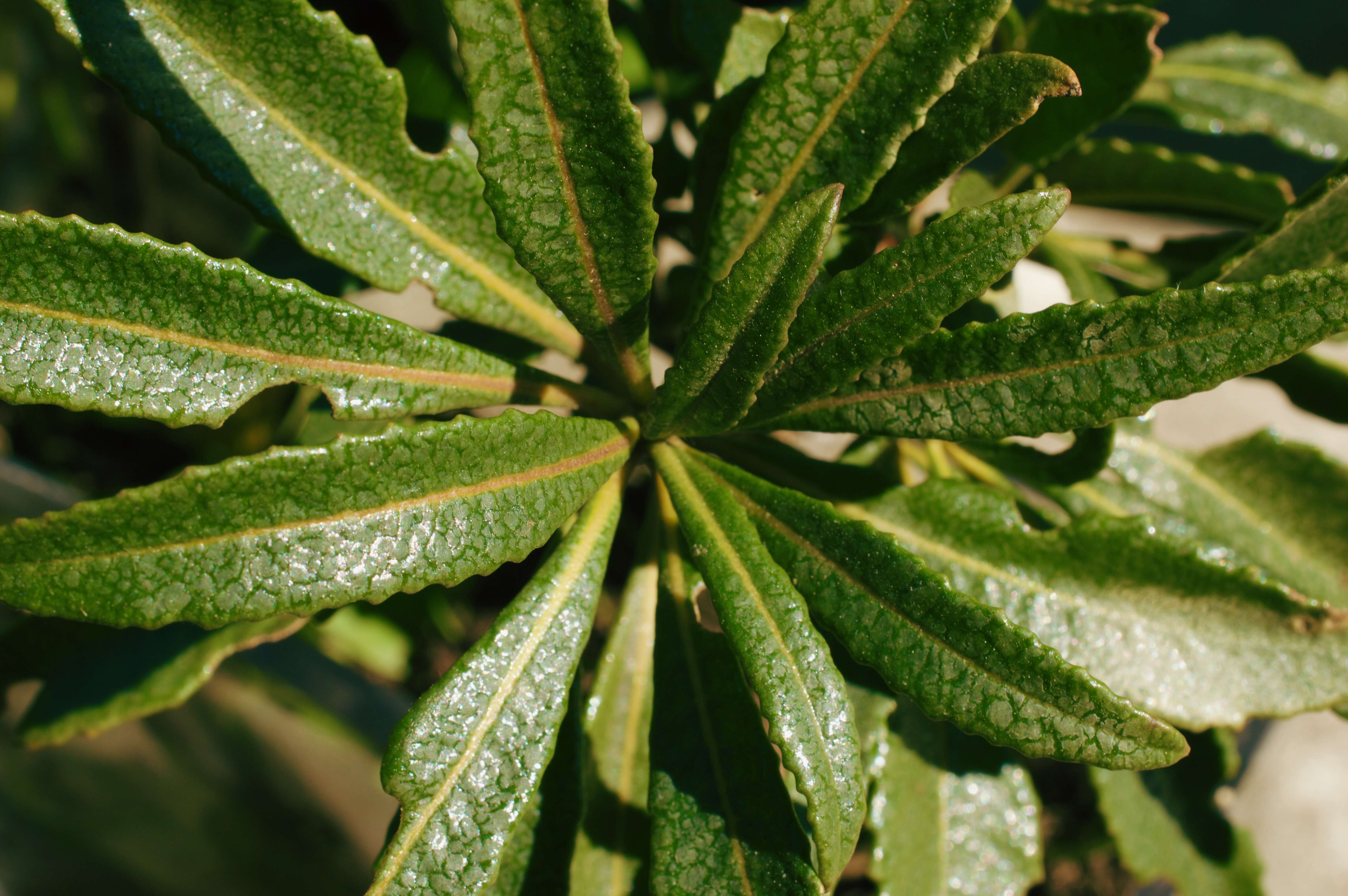 Image of California yerba santa