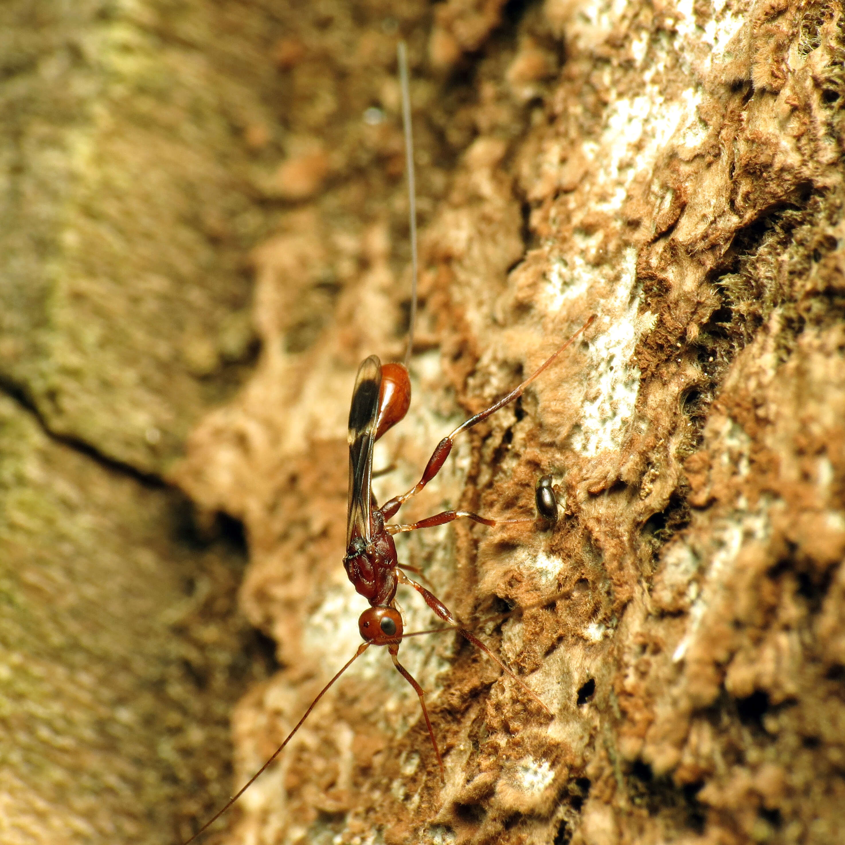 Imagem de Doryctinae