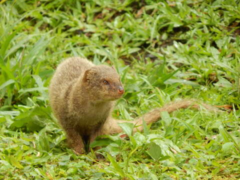 Sivun Herpestes javanicus auropunctatus (Hodgson 1836) kuva