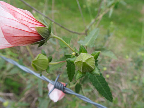 Imagem de Pavonia hastata Cav.