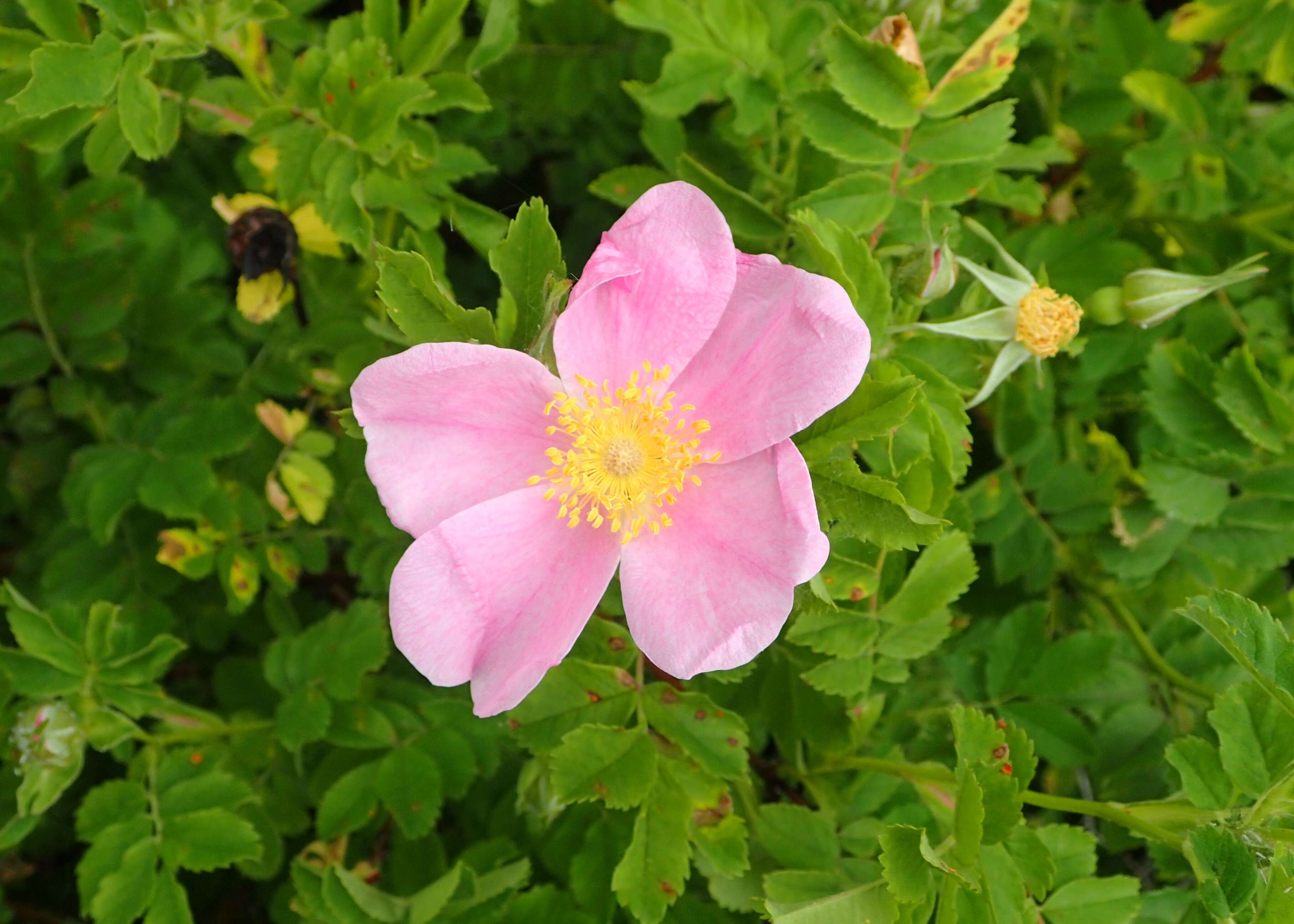 Image of prairie rose