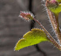 Image of false ivy-leaved speedwell