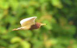 Image of Chinese Pond Heron