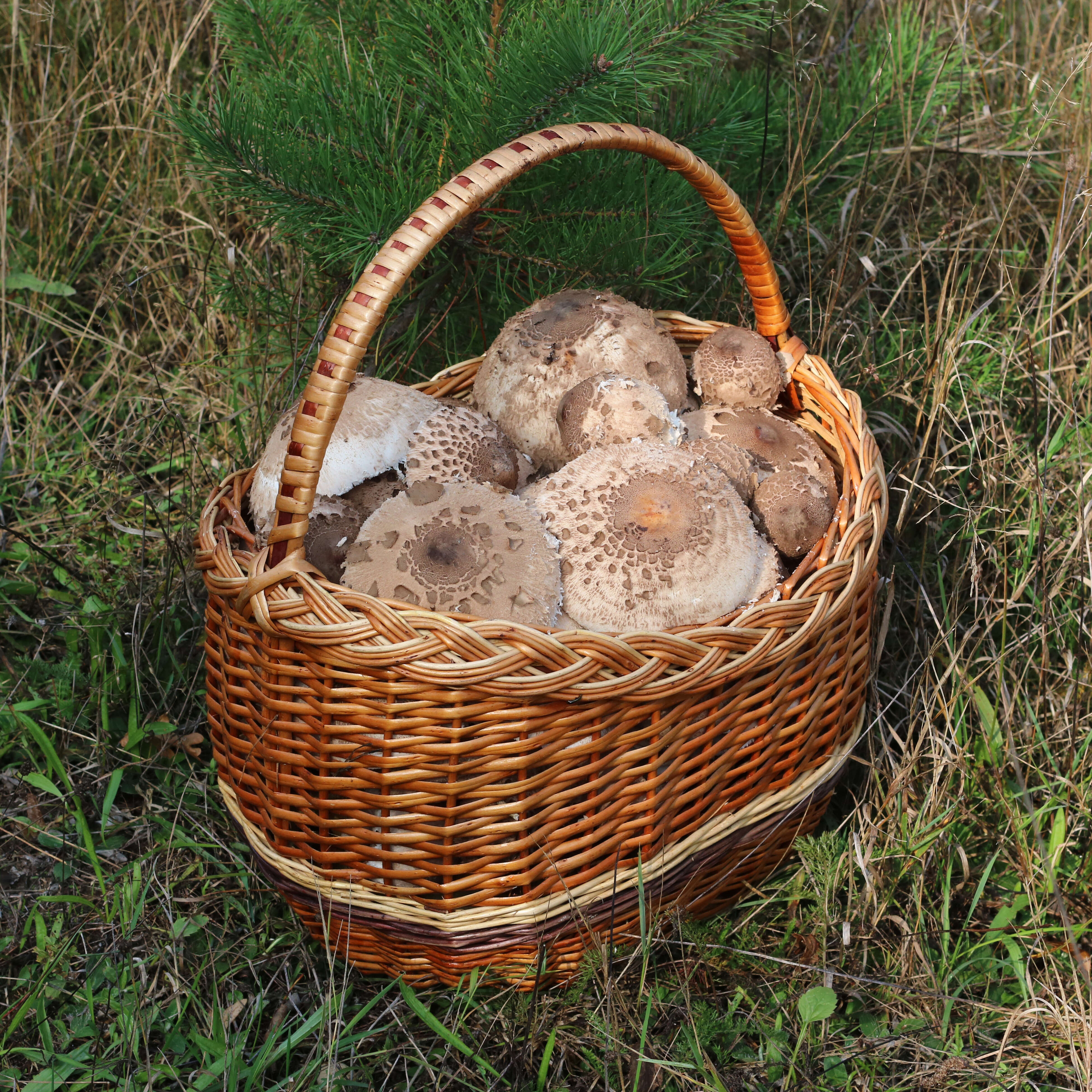 Image of Macrolepiota procera (Scop.) Singer 1948