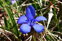 Plancia ëd Gentiana verna L.