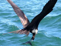 Image of frigatebirds