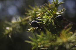 Image of Common Juniper