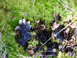 Image of felt lichen