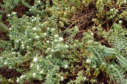 Image of Pimelea prostrata (J. R. & G. Forst.) Willd.