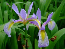 Image of Virginia iris