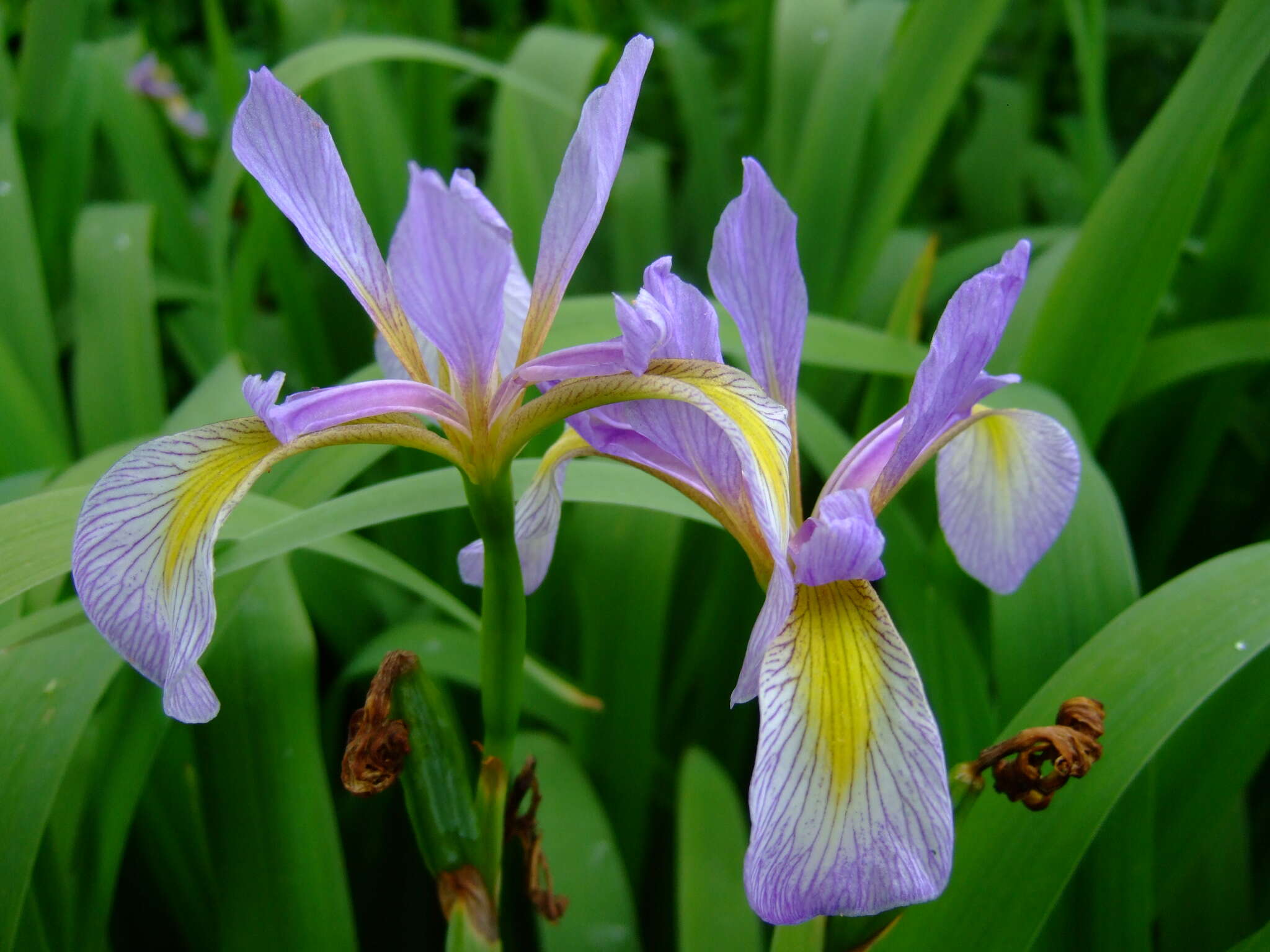 Image of Virginia iris