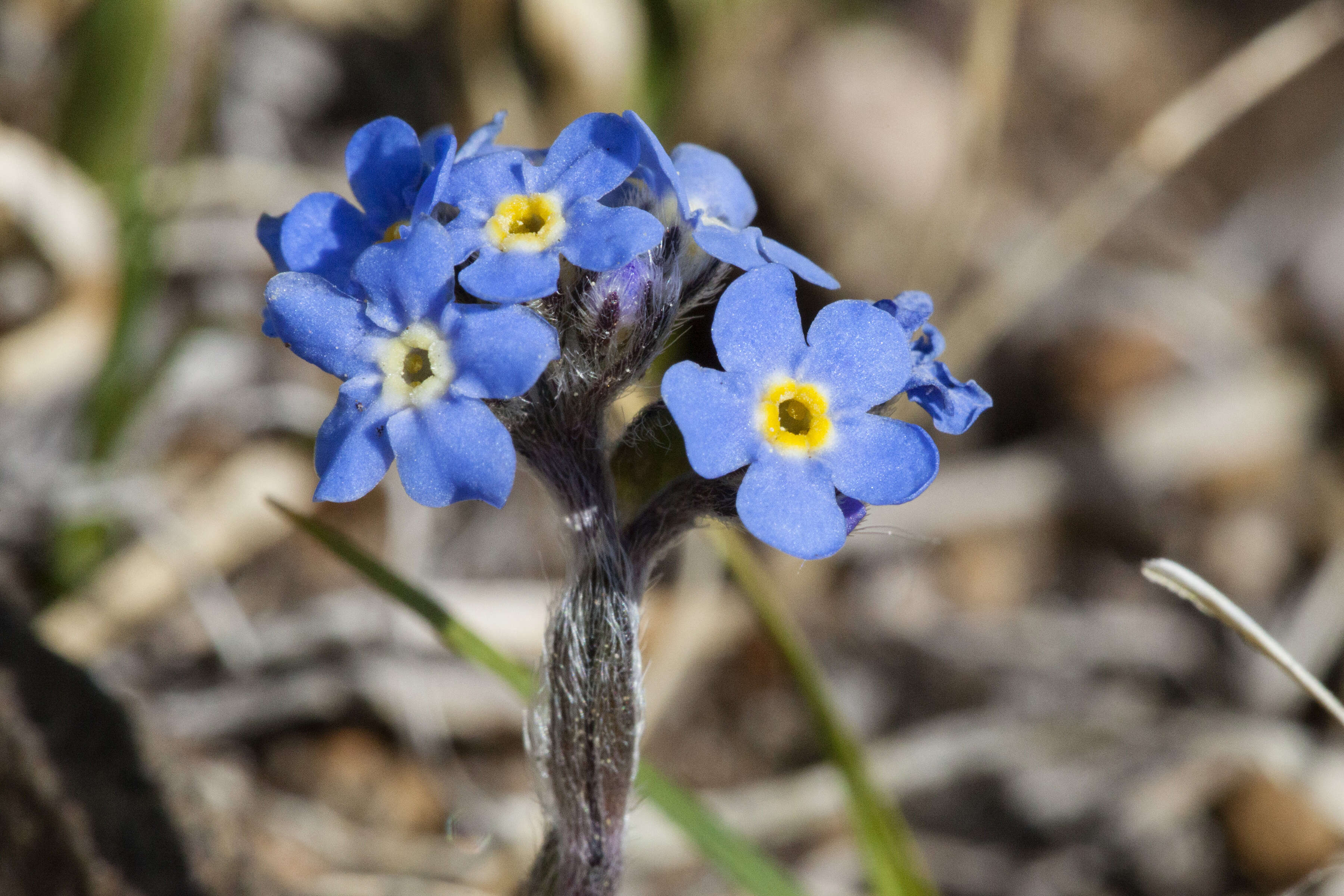 Imagem de Eritrichium nanum (L.) Gaudin